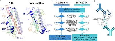 Development of Vasoinhibin-Specific Monoclonal Antibodies